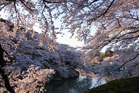 千鳥ヶ淵