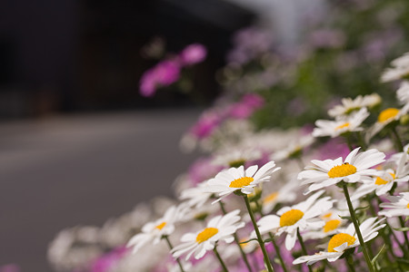 小京都の花