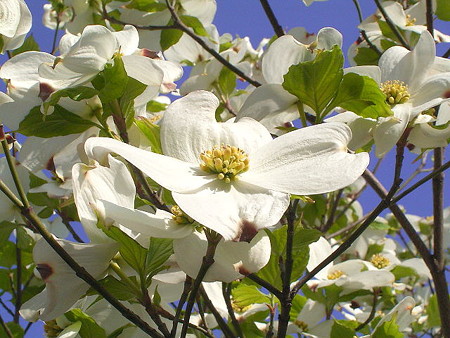 hanamizuki3