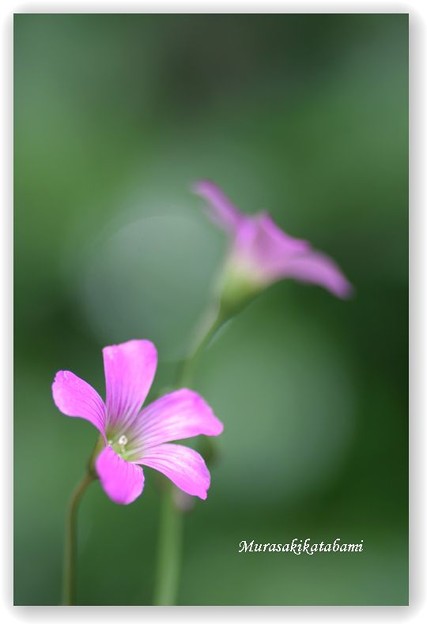 ムラサキカタバミ 花言葉 喜び 心の輝き 写真共有サイト フォト蔵