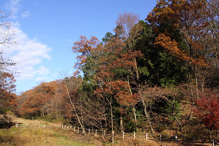 初冬の狭山丘陵