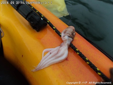 2014-05-31プルプルからのギューン!! (4)