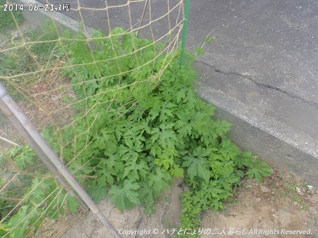 2014‐06-23収穫 (5)