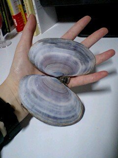 貝