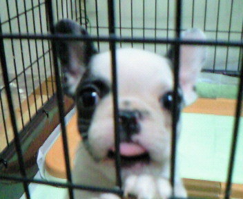 新しい家族・・小雪ちゃん20081223