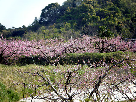 DSCF0906