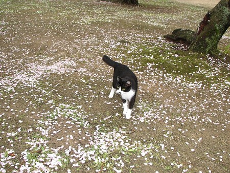 白黒1号、桜の花びらの絨毯の上で