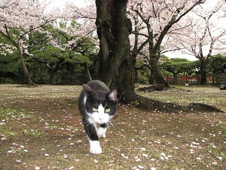 白黒2号、桜の花びらの絨毯の上で