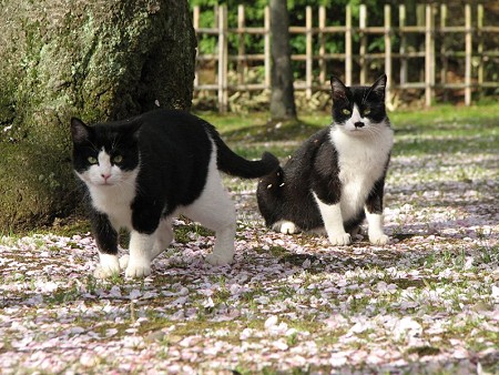 ハナクロとハナシロ　桜の花びらの絨毯の上で