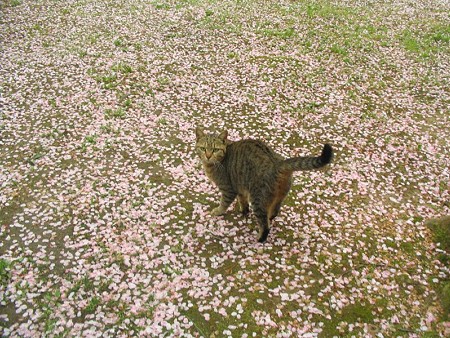 キジトラ2号　桜の花びらの絨毯の上で