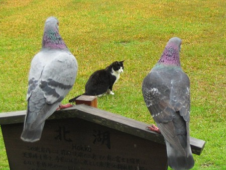 ハナシロ　鳩とお遊戯