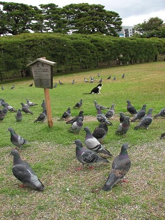 栗林公園名物　鳩と猫