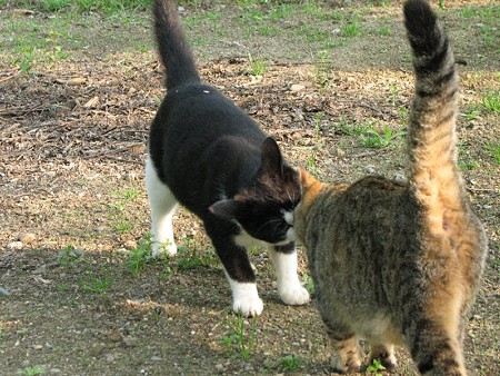 ハナシロとキジトラ1号のキス-02