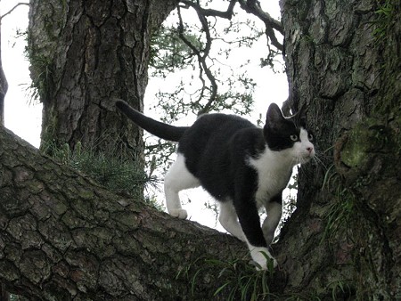 栗林公園的猫松　ハナシロ　屏風松