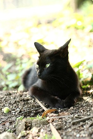 黒猫3号