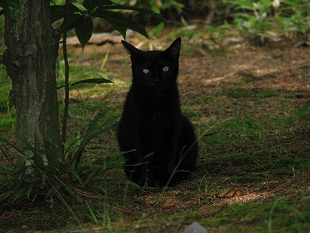 黒猫3号