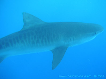 もっと シャークにあたっく さめツアー In ハワイ 体験レポート