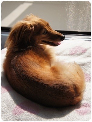 20120629 日向ぼっこ