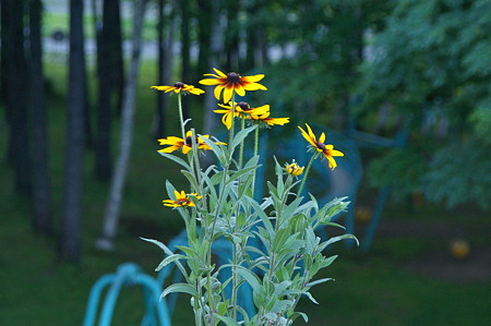 IMGP0014