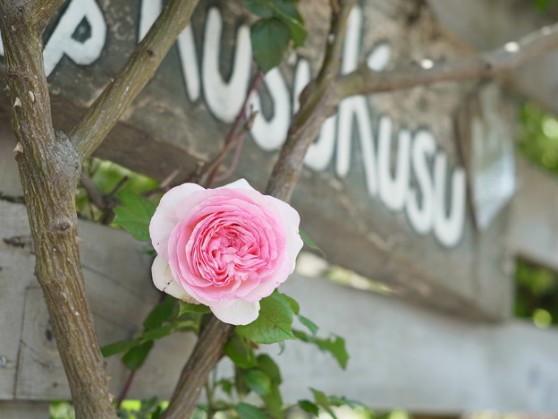 Photos: Pink Rose