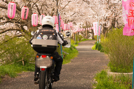 ご近所桜道で自撮り・2