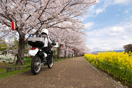 ご近所桜道で自撮り・4