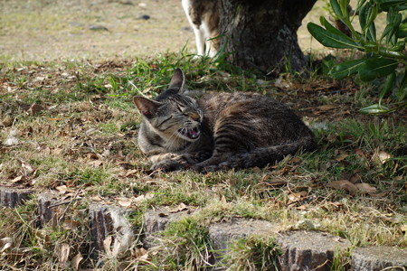 叶崎灯台の猫・2