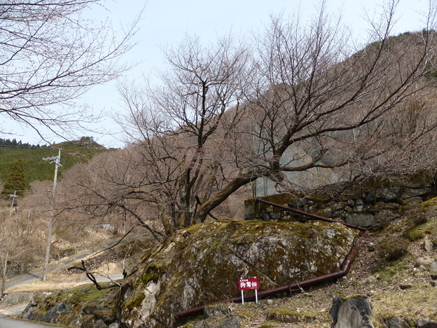 生野高原　狗鷲桜（イヌワシ桜）