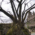 生野高原　狗鷲桜（イヌワシ桜）