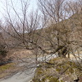 生野高原　狗鷲桜（イヌワシ桜）