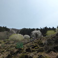 スギ林を抜けると　大桜がお出迎え