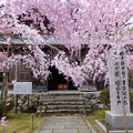 八重紅　しだれ桜