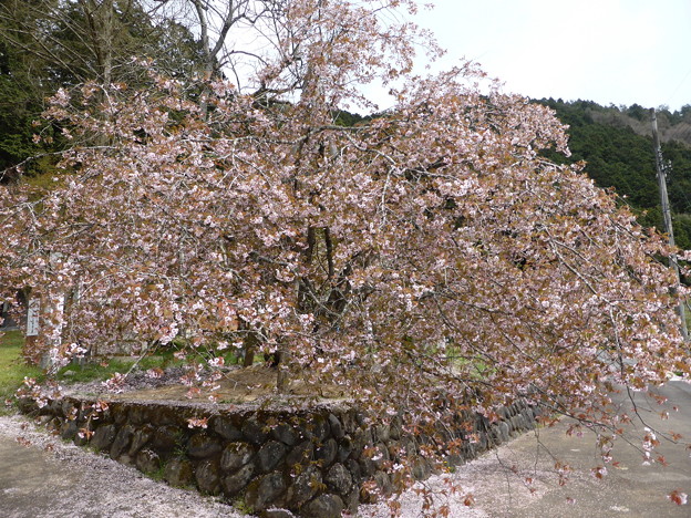 御形神社　正福寺桜