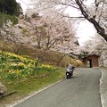 ふれあいの水　桜と水仙