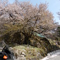 15時の狗鷲桜