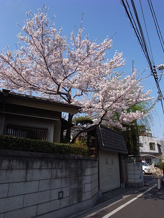 南千住・尾花の桜(2009/4)