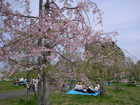 尾久の原公園シダレザクラ祭り(2008/4/12)