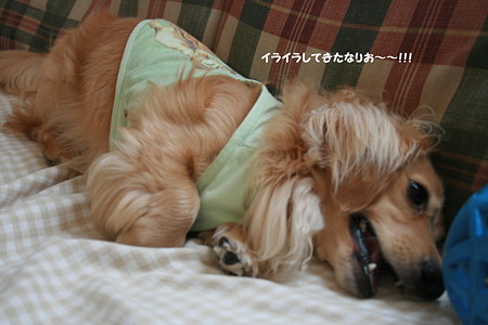 摩耶6
