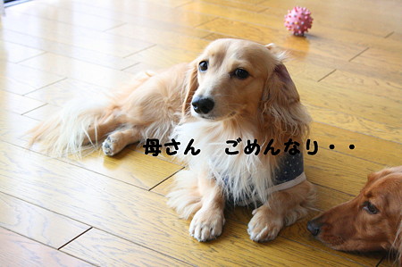 反省摩耶さん
