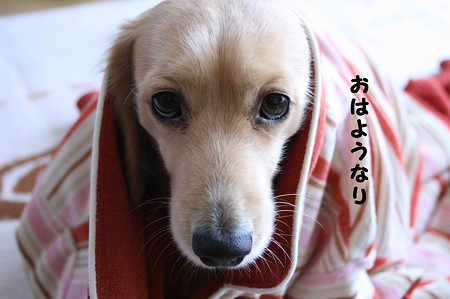 摩耶1