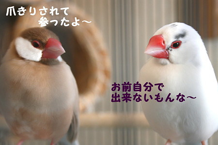 さくらとだんご1