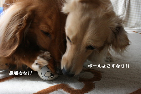 噛む!