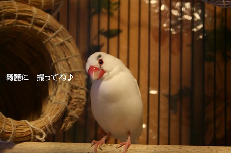 さくら ♂ パイド系 桜文鳥