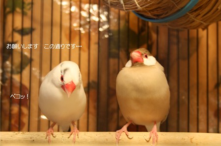 だんごとさくら