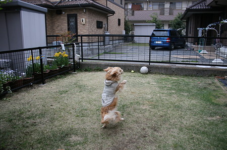 てくてく摩耶さん2