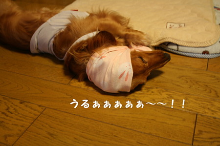 ほっかぶり隊 3