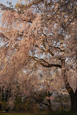 DSC_1118