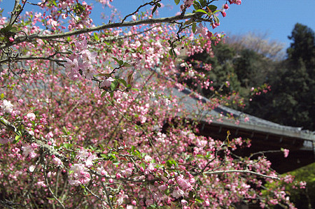 妙本寺 08