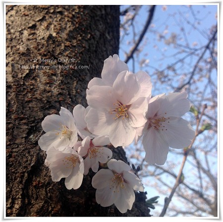 SAKURA