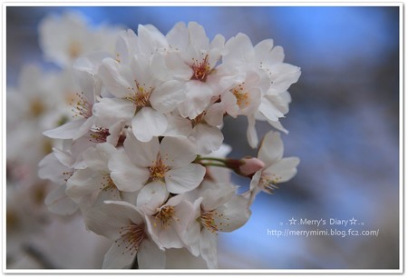桜